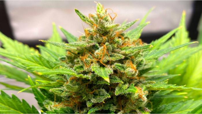 Seed History: AK-47