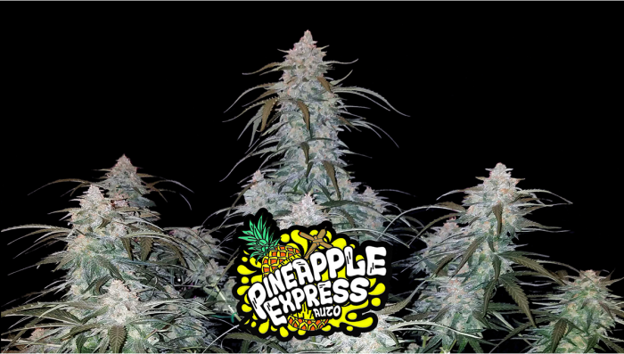 Pineapple Express Auto Plants Seed Week-by-Week Guide