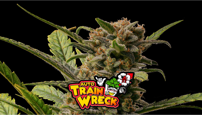 Trainwreck Auto Plants Seed Week-By-Week Guide
