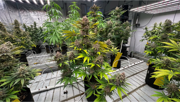 Guava Auto RF3 Pheno Check