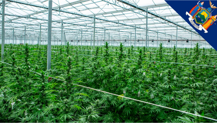 New York Farmers Can Switch From Hemp to Plants This Season