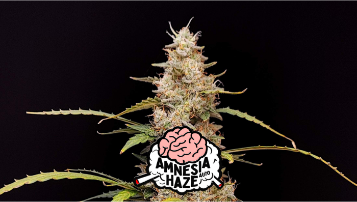 Amnesia Haze Auto Plants Seed Week-by-Week Guide