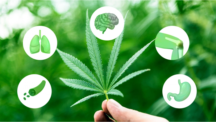 5 Health Benefits Of Plants Edibles Consumption