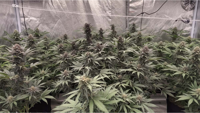 Lemon Cherry Cookies Auto Breeding Update