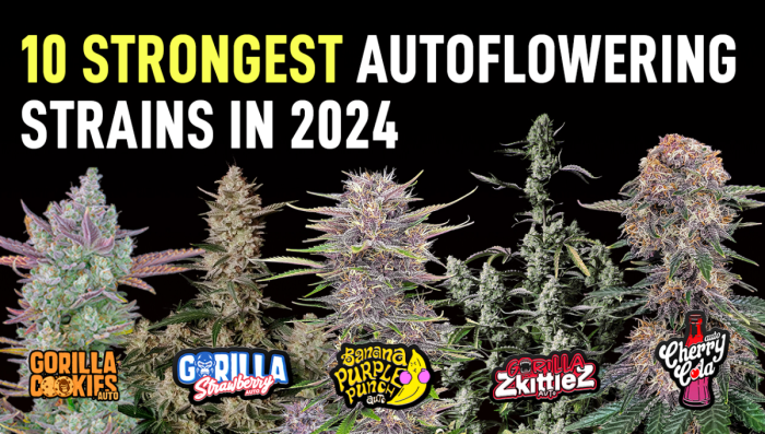 Top 10 der Stärksten Auto Sorten 2024