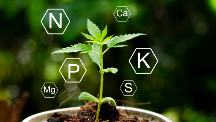 Plants Nutrition: What are Macronutrients
