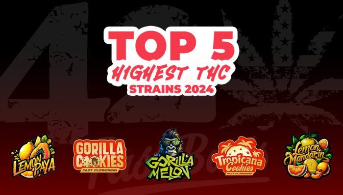 Top 5 strength-reichste Seeds 2024