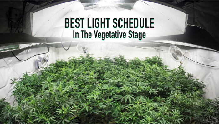 Best Light Schedule For Plants In The Vegetative Stage