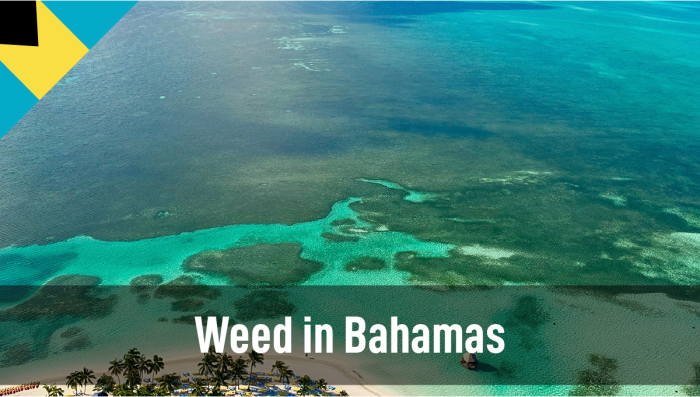 Plants auf den Bahamas: Leitfaden zum rechtlichen Status