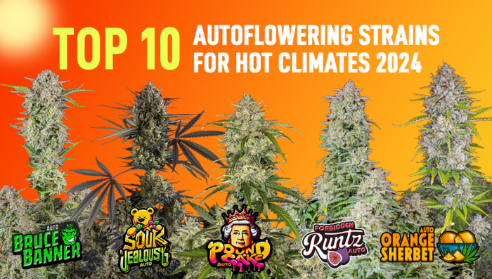 10 Best Auto Seeds For Hot Climates 2024