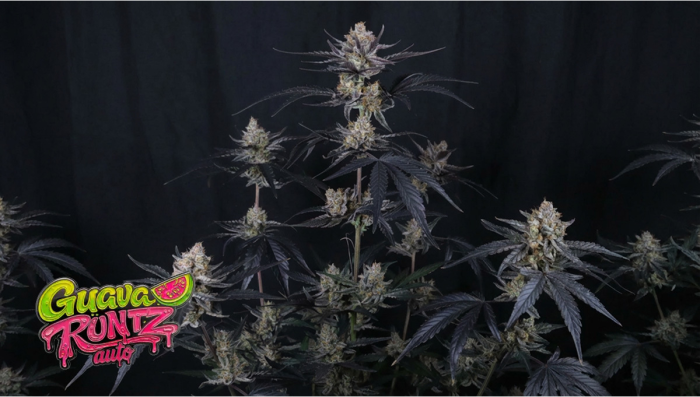 Guava Runtz Auto: A New Era of Champions Line Genetics