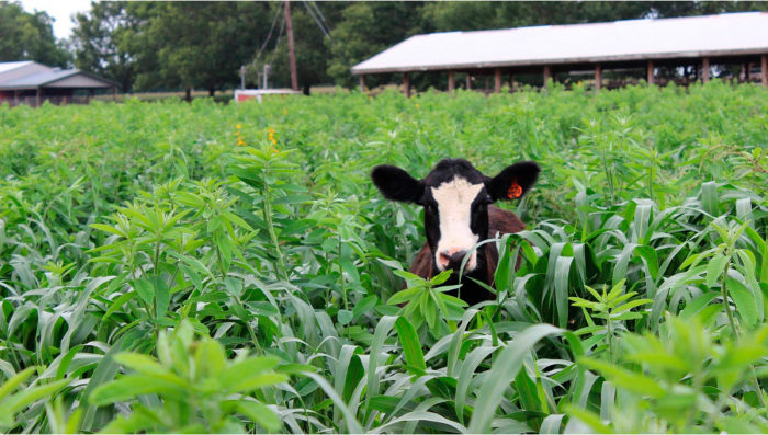 Extract in Plants Makes Cows Chill And Happy, Study Finds