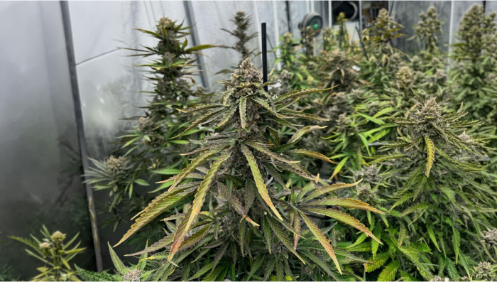 Gorilla Cookies Auto: Endphase Bereit