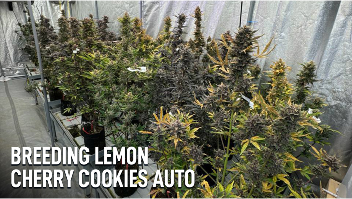 New version of Lemon Cherry Cookies Auto
