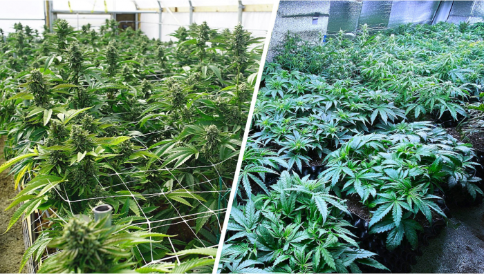 SCROG vs. SOG: Was ist besser für Auto?