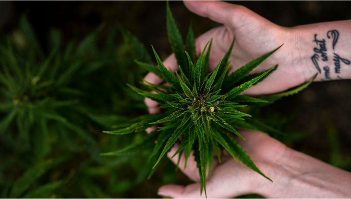 The Are You Ready to Start Growing Plants At Home Checklist