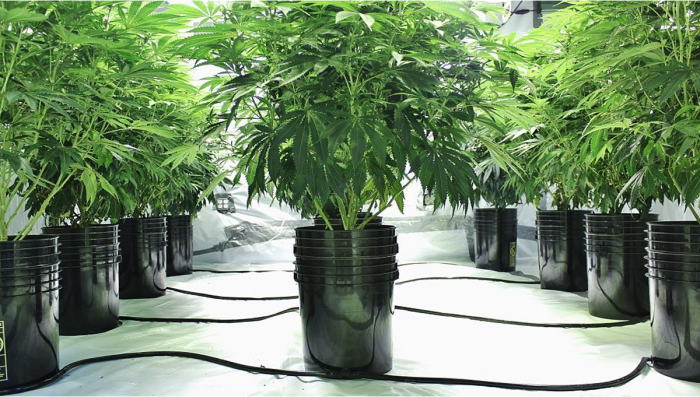 8 Mistakes To Avoid When Growing Plants With Hydroponics