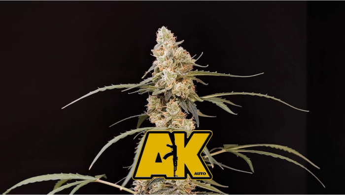 AK Auto Plants Seed Week-by-Week Guide