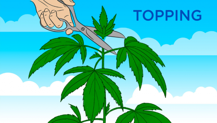 Can I Use Topping On Auto Plants Plants?