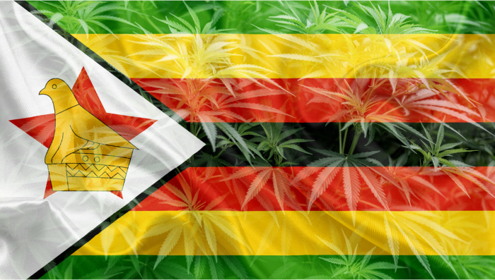Zimbabwe’s 57 Licensed Producers to Start Plants Exports Soon