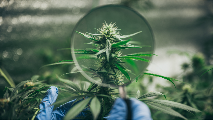 How to Increase strength in Plants Plants?