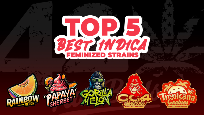 Top 5 der besten Ind-Feminisierten Sorten