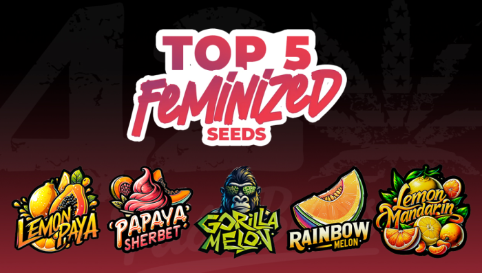 Top 5 Fem Seeds