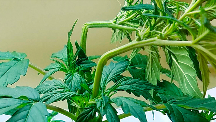 Benefits of Super Cropping Auto Plants Plants