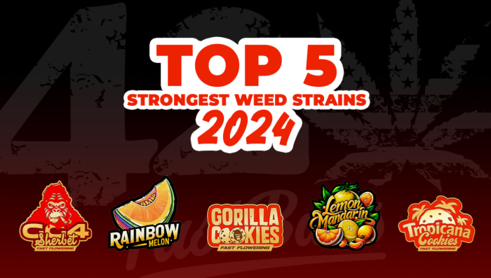 Top 5 stärkste Plants-Seeds 2024