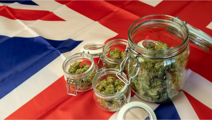 Top 10 Best Outdoor Auto Seeds UK 2024